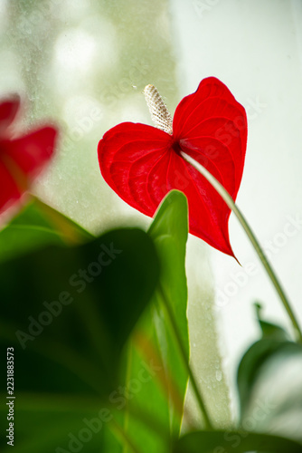 Red anthurium flower with heart shaped spathe and pale spadix against frosted window, surrounded by green leaves, houseplant closeup