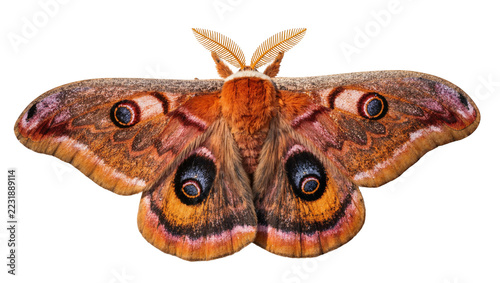 Large brown moth with eye spots on wings, isolated on transparent background