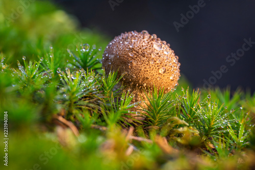 Hedgehog puffball mushroom with water droplets on mossy forest floor