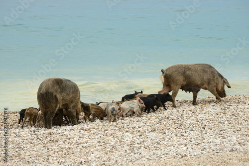 Wild boar and piglets foraging on pebble beach at Cala Sisine Sardinia