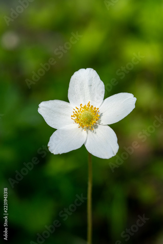 Single white anemone flower blooming in forest on blurry green background