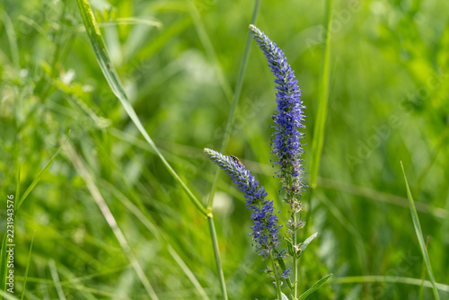 Blue veronica wildflowers blooming in green summer meadow on sunny day