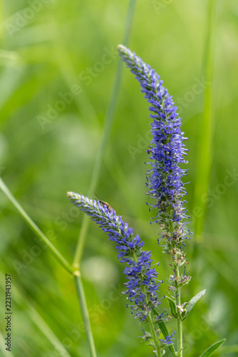 Vertical macro shot of blue veronica wildflower on blurry green background with copy space