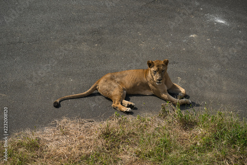 Obraz na plátně lioness panthera leo