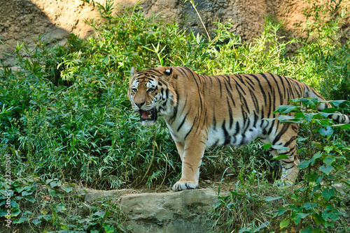 Obraz na plátně tiger in the zoo