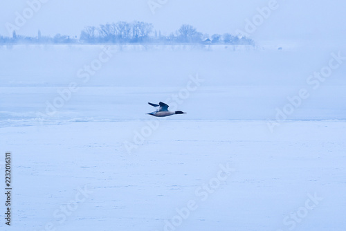 Ducks flying over a partially frozen lake in winter.