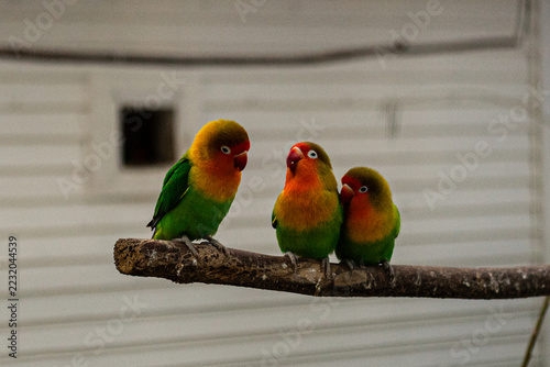 Fotografie Three Fischer's Lovebirds Perched on a Wooden Branch in Soft Lighting