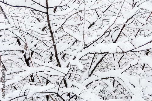 A detailed view of snow-laden branches in a winter forest, capturing the quiet beauty of nature.