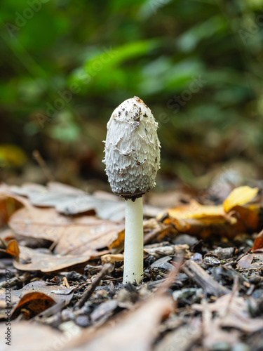 A Shaggy Ink Cap Mushroom in Leaf Litter
