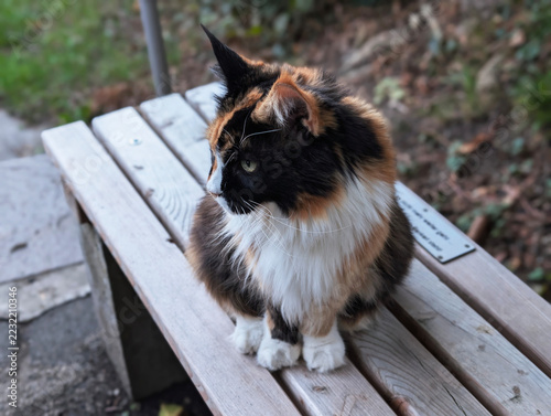 Obraz na plátně Katze, Kätschen, Haustier, Fell, Schön
