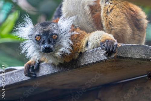 Sticker The female black lemur (Eulemur macaco) is a Madagascan primate, distinguished by its warm brown coat and lighter facial markings