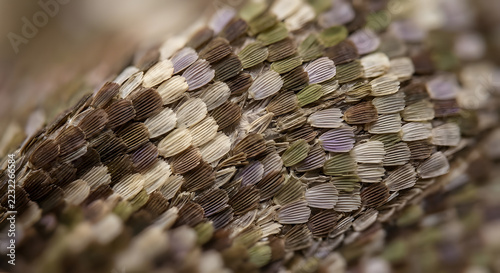 Extreme macro close up of butterfly wing scales showing natural mosaic pattern.Microscopic view of moth wing wing structures for abstract nature background.