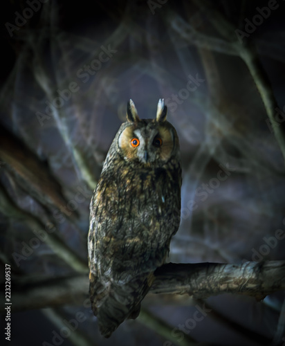 long eared owl 
