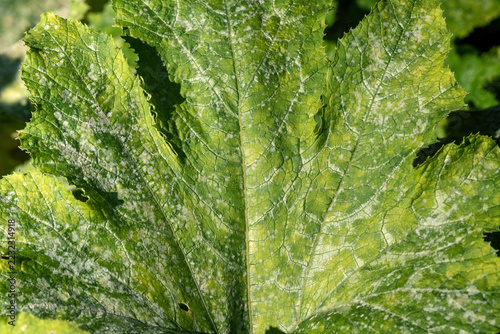 A fresh green zucchini leaf.