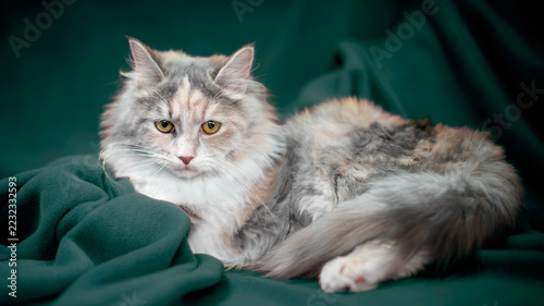 Fotografie fluffy tricolor cat lying comfortably on a sofa covered with a soft dark green v