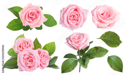 Beautiful pink roses on transparent background, set