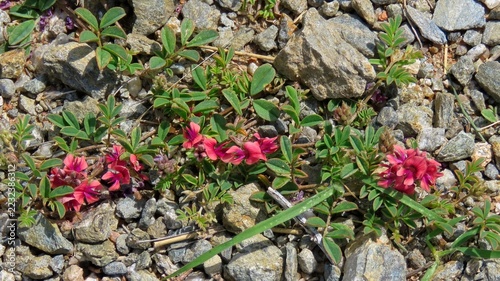 Coral flower (Indigofera heterophylla). 