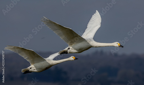 Pair of Bewick swans in flight. A winter visitor to the United Kingdom. Migration. Large white bird.