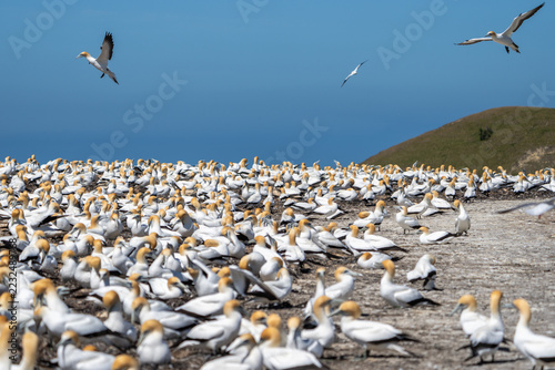 Fotografie Gannets flying and arriving over nesting colony at Cape Kidnappers