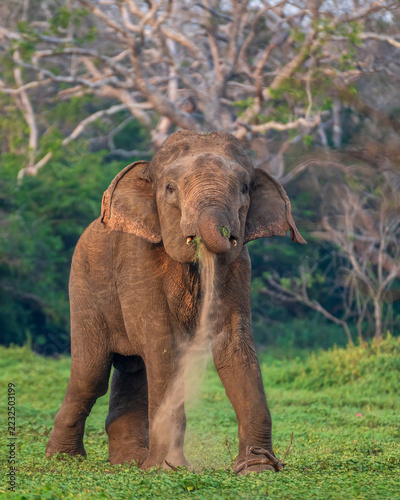 Canvas Print Moment of elephant