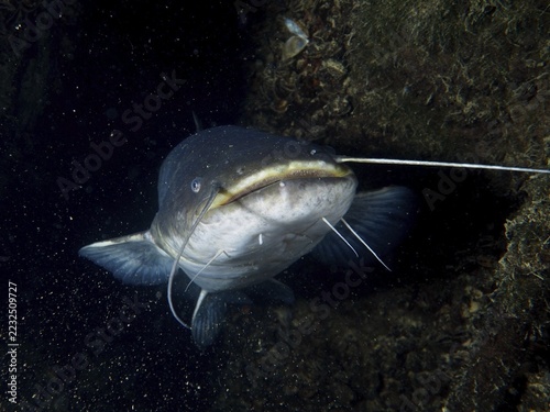 A catfish (Silurus glanis), Waller, shows its distinctive barbels in the dark, dive site Zollbrücke, Rheinau, Canton Zurich, Rhine, High Rhine, Switzerland, Jestetten, Germany