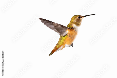 hummingbird isolated on white