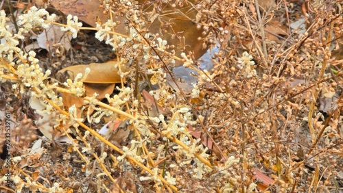 Dried wild meadow plants and autumn leaves in a field