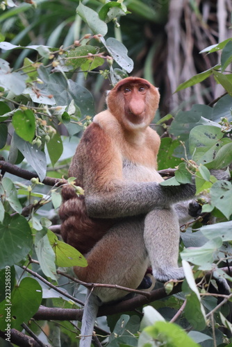 Photography Proboscis Monkey