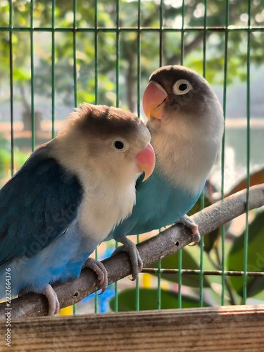 Obraz na plátně a pair of blue-mutation Fischer's lovebirds (Agapornis fischeri) perched togethe