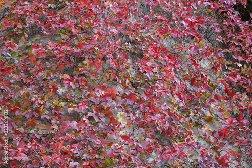 Obraz na plátně Full frame of red, crimson and purple Virginia creeper leaves covering a stone wall in autumn, with clusters of dark blue berries among the vivid fall foliage, ideal as a seasonal background