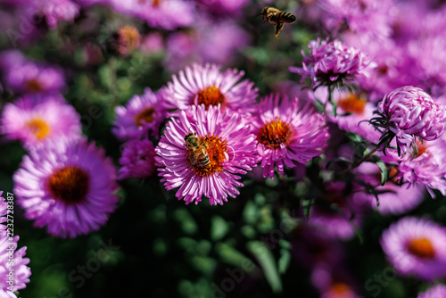 Honey bee with pollen basket gathering nectar on purple aster flower close-up macro, pollination concept