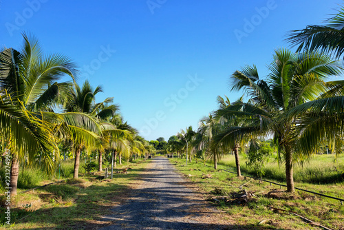 Fotografie Dwarf coconut trees in farm, Nakhon Ratchasima, Thailand