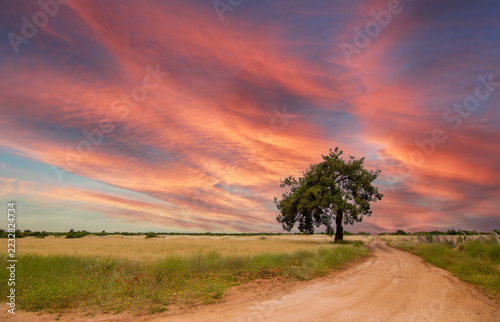 Lone tree by dirt road under dramatic pink sunset sky in rural field