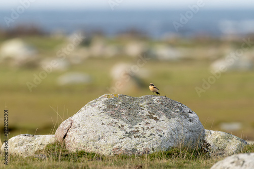 Fotografie Desert wheatear perched on a lichen-covered boulder in open land