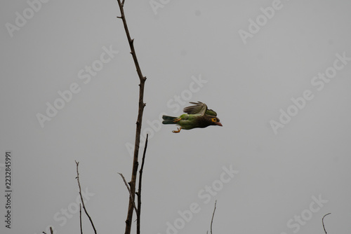 Photography A Brown headed Barbet captured in mid flight with its wings fully spread
