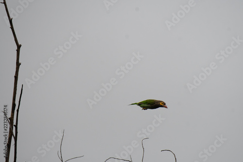 Sticker A Brown headed Barbet captured in mid flight with its wings fully spread