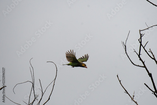 Canvas Print A Brown headed Barbet captured in mid flight with its wings fully spread