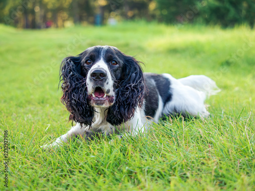 Fotografie An English Cocker Spaniel lying on a green lawn
