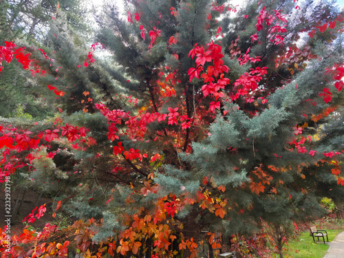 Obraz na plátně Crimson vine leaves entwined with blue-green conifer branches