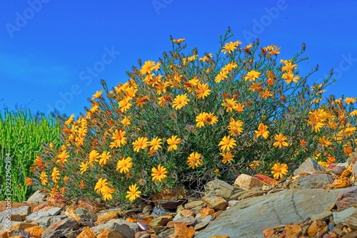 African golden bush daisies against a contrasting blue sky.
