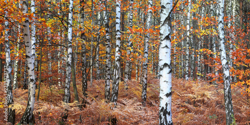 A colorful autumn panorama of a birch forest with dry, brown fern leaves