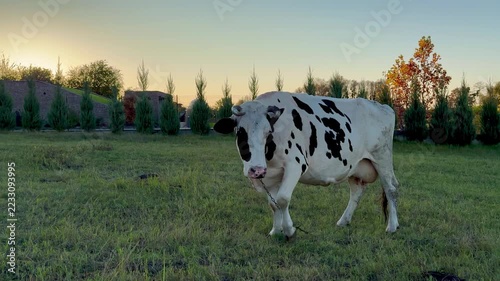 Black and white spotted cow standing in a grassy field
