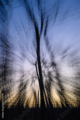Fotografie Cottonwood trees using 1/2 second exposure with zooming producing an unreal unearthly effect