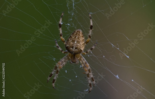 Obraz na plátně Spider front on 2
