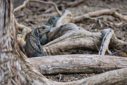 Iguanas Camouflaged Among Dry Branches and Roots Wildlife