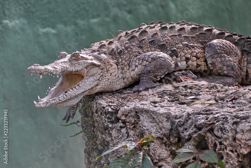 Crocodile Resting on Rock with Open Mouth Side View Wildlife