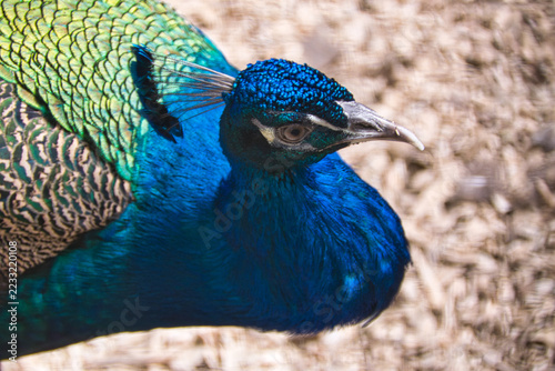 Peacock Head and Neck Close Up Vibrant Blue Feathers Portrait