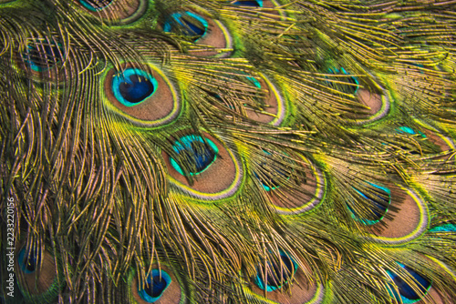 Peacock Feather Pattern Close Up Iridescent Feathers Texture