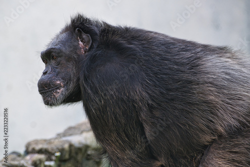 Chimpanzee Side Profile Portrait in Natural Environment Wildlife