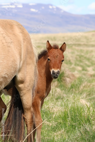 Fotografie Icelandic foal peeks out from behind her mother